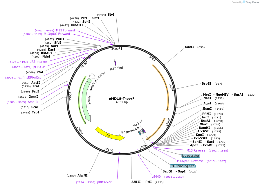174388-plasmid-map-sequence-id-343843