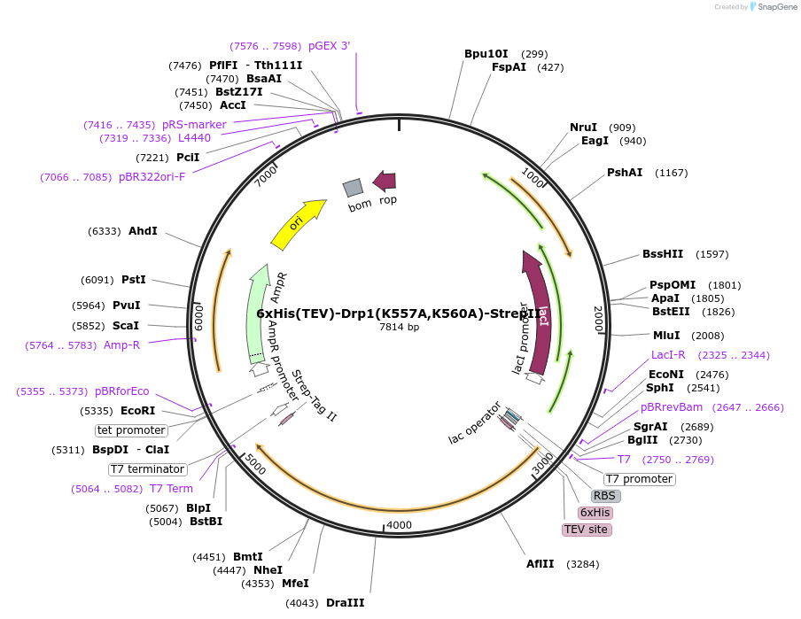 174425-plasmid-map-sequence-id-343849