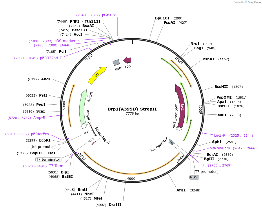 174430-plasmid-map-sequence-id-343852