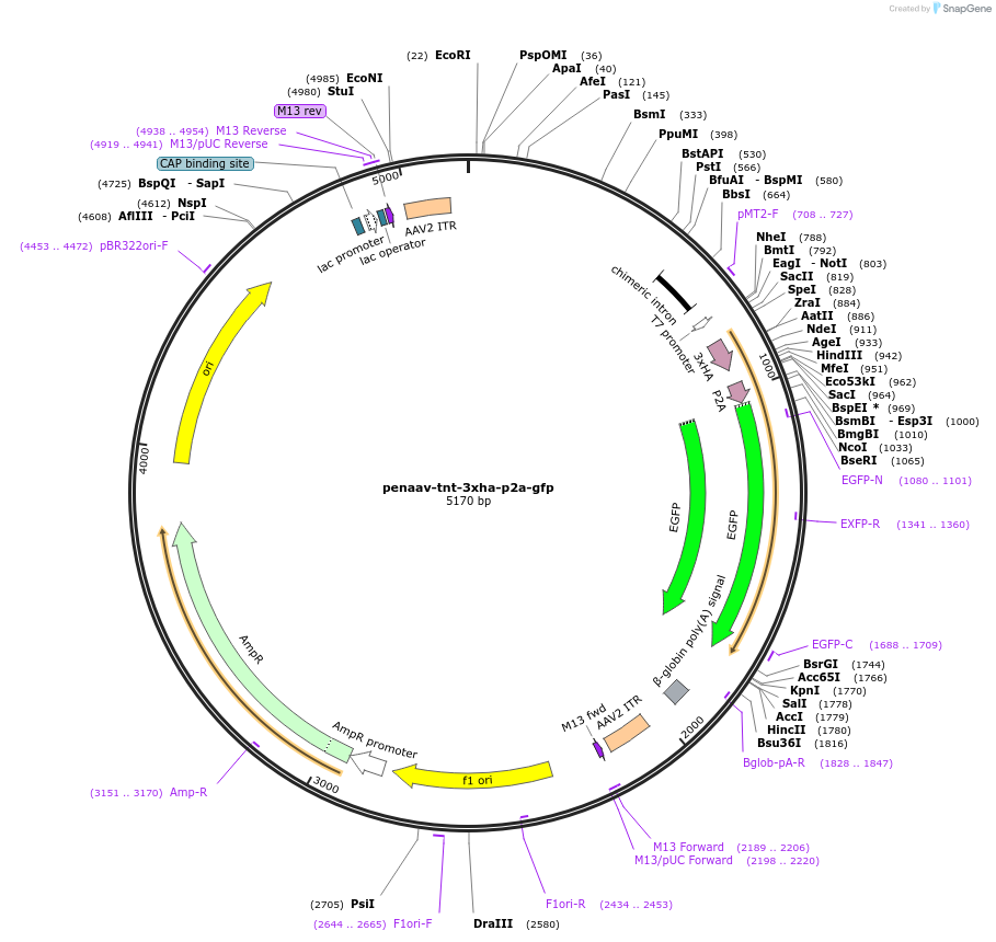 175090-plasmid-map-sequence-id-343861