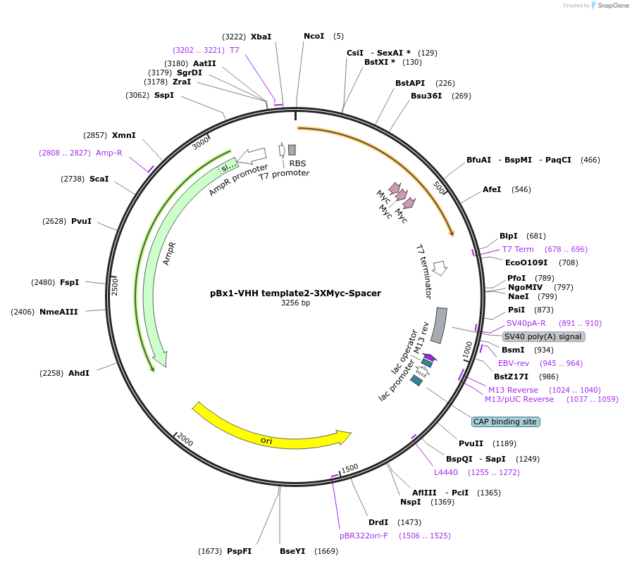 176209-plasmid-map-sequence-id-343864