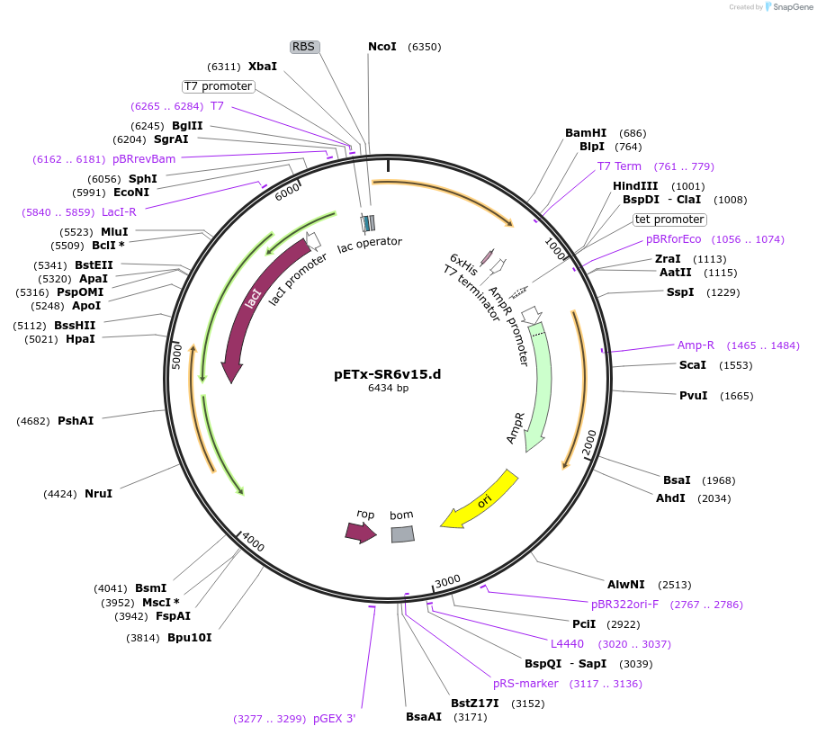 176213-plasmid-map-sequence-id-343866