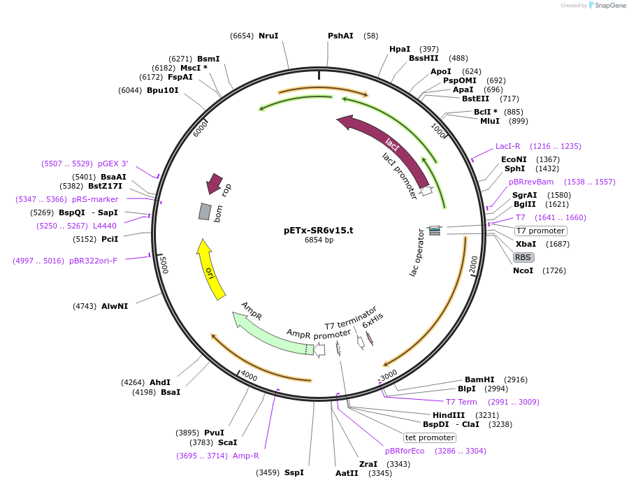 176214-plasmid-map-sequence-id-343867