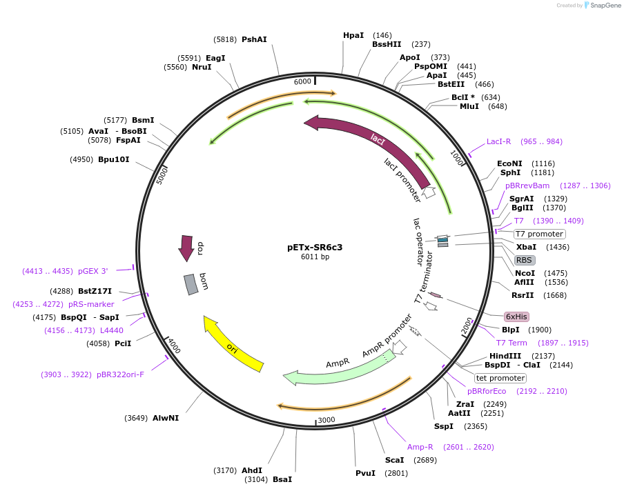 176211-plasmid-map-sequence-id-343868