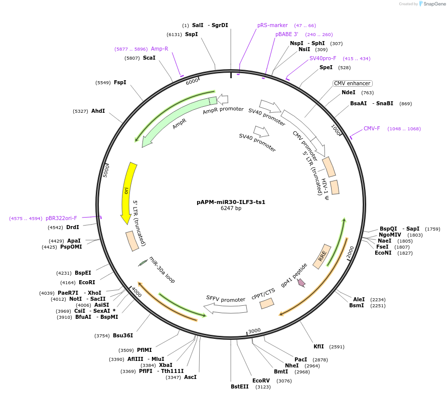 174265-plasmid-map-sequence-id-343871