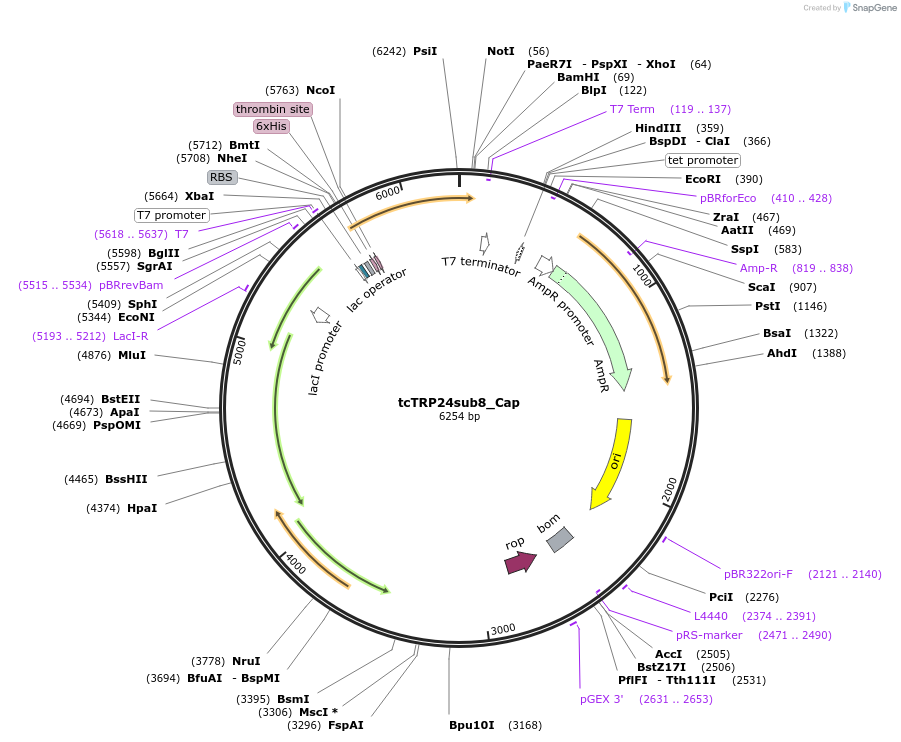 175797-plasmid-map-sequence-id-343873