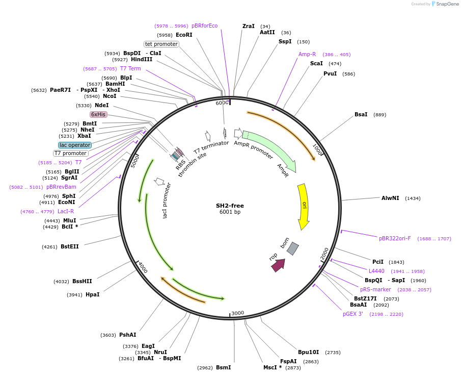 175800-plasmid-map-sequence-id-343877
