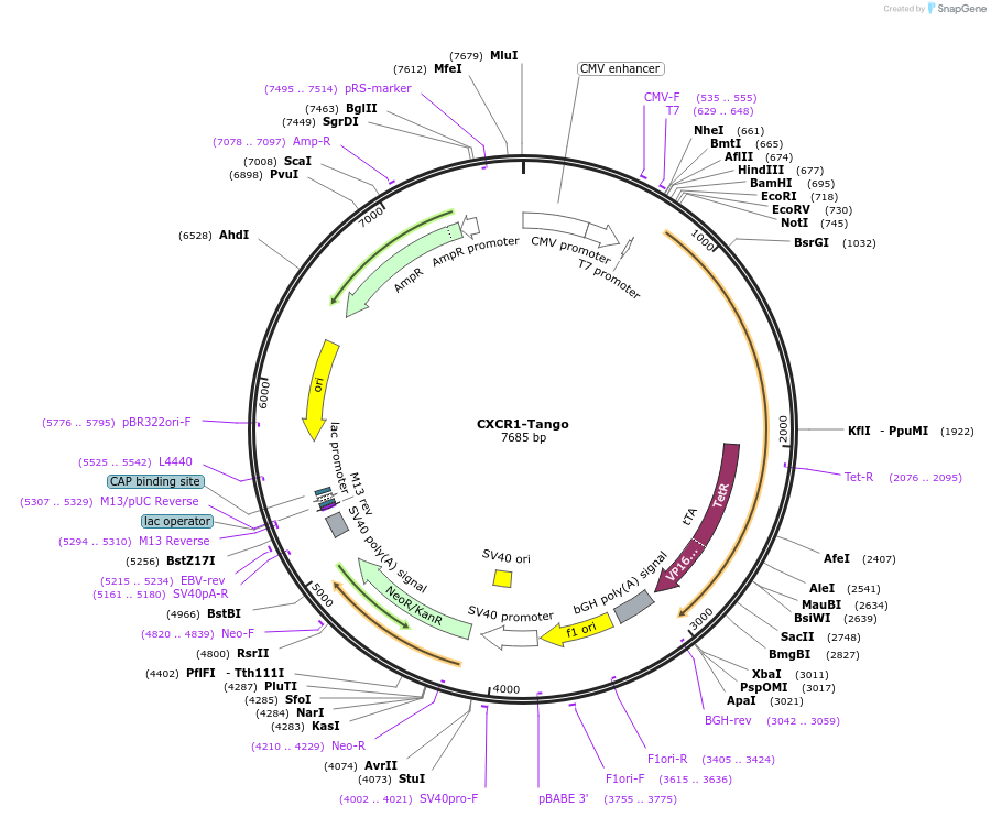66259-plasmid-map-sequence-id-343880