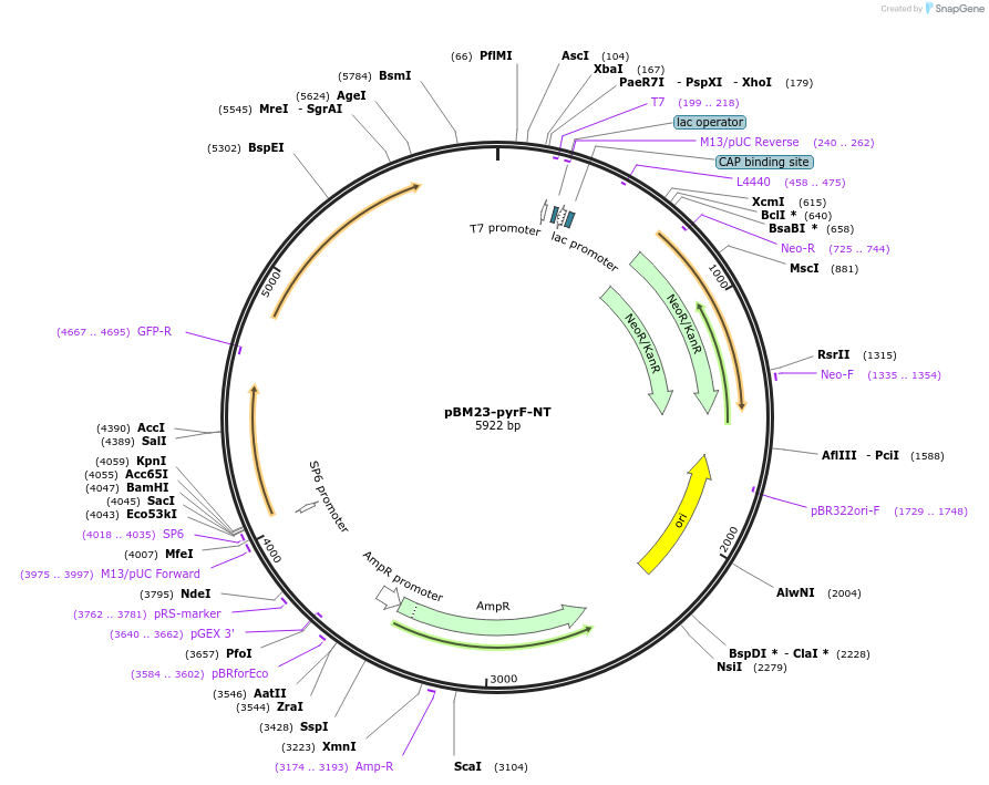 174384-plasmid-map-sequence-id-343881