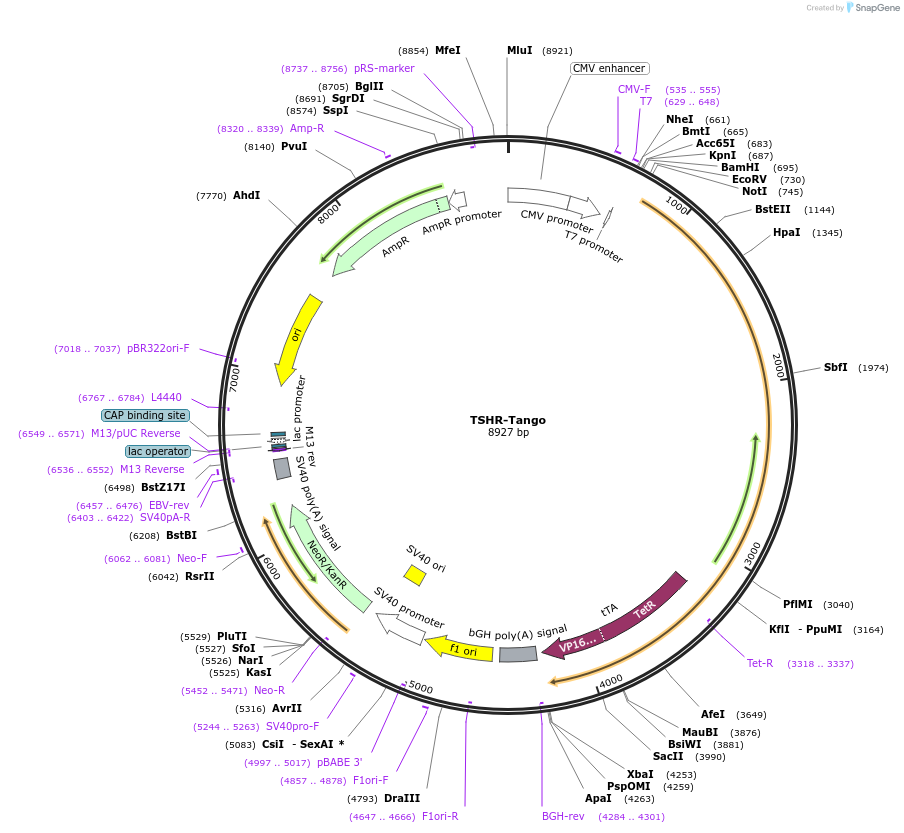 66518-plasmid-map-sequence-id-343882