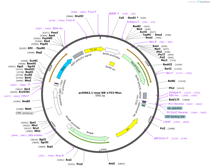 158603-plasmid-map-sequence-id-343901