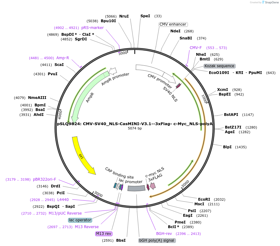 176271-plasmid-map-sequence-id-343927