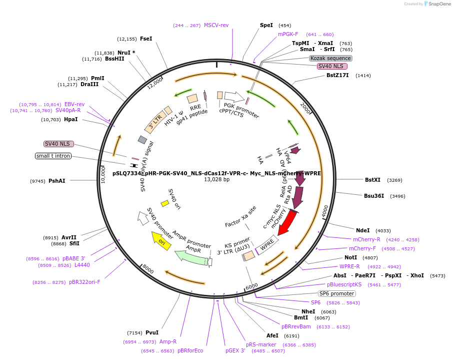 176268-plasmid-map-sequence-id-343928