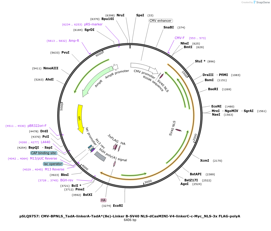176270-plasmid-map-sequence-id-343930