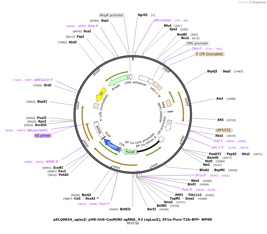176272-plasmid-map-sequence-id-343931