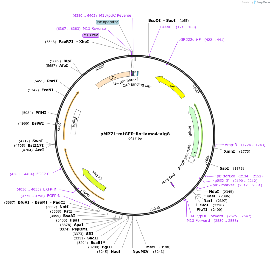 174605-plasmid-map-sequence-id-344142