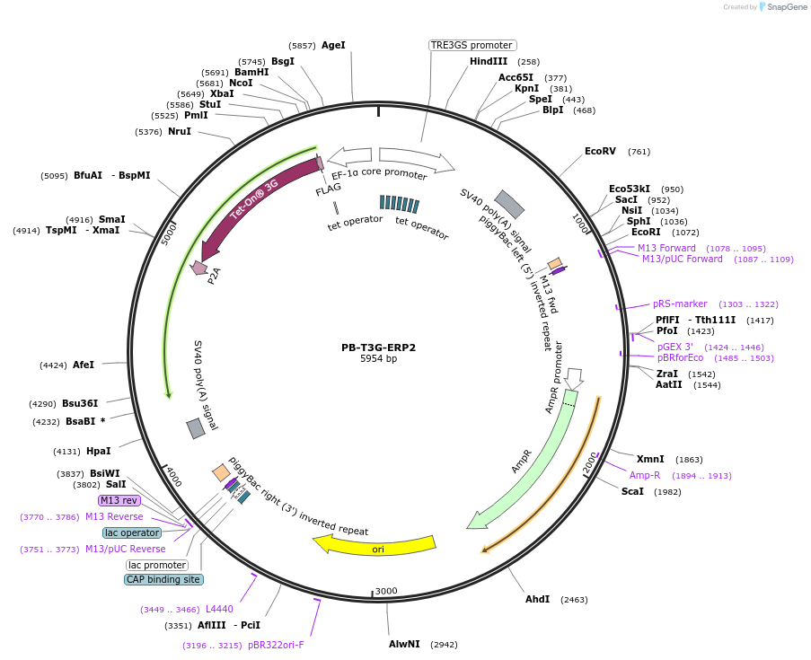 175188-plasmid-map-sequence-id-344441