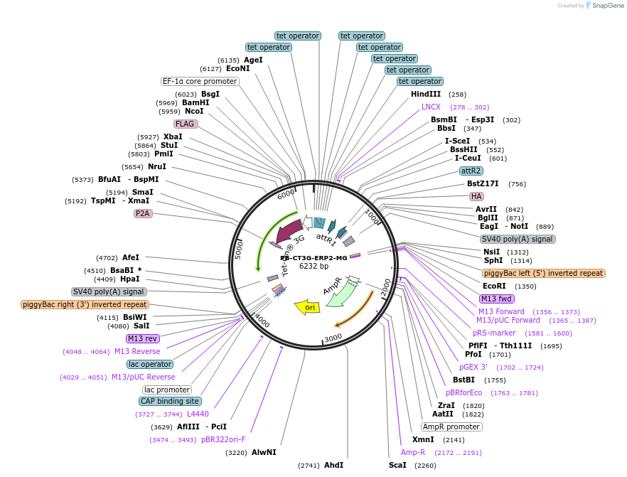 175501-plasmid-map-sequence-id-344442