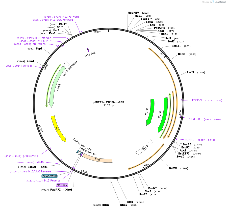 174609-plasmid-map-sequence-id-344448