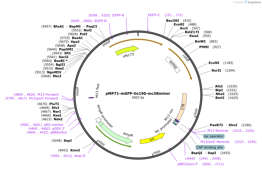 174604-plasmid-map-sequence-id-344450
