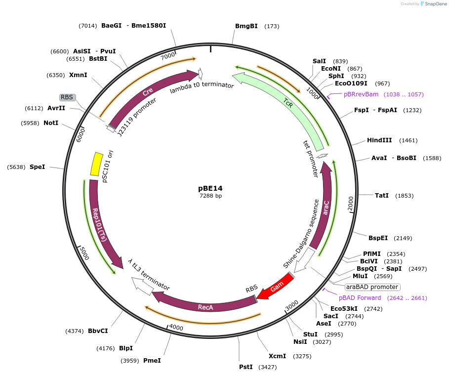 174653-plasmid-map-sequence-id-344533