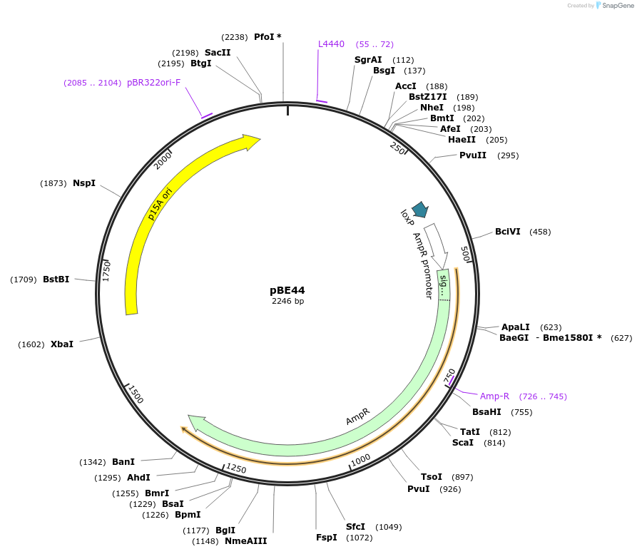 174654-plasmid-map-sequence-id-344534