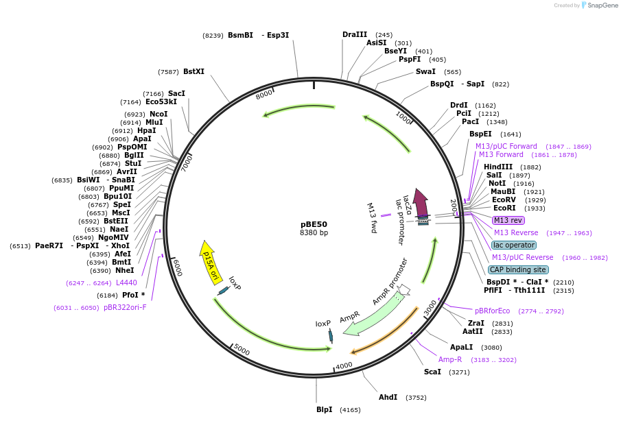 174657-plasmid-map-sequence-id-344536