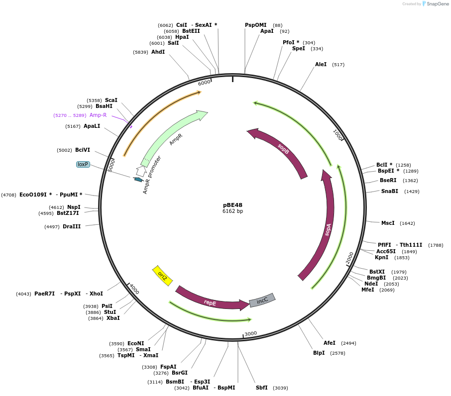 174656-plasmid-map-sequence-id-344537