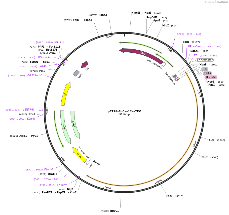 174658-plasmid-map-sequence-id-344538