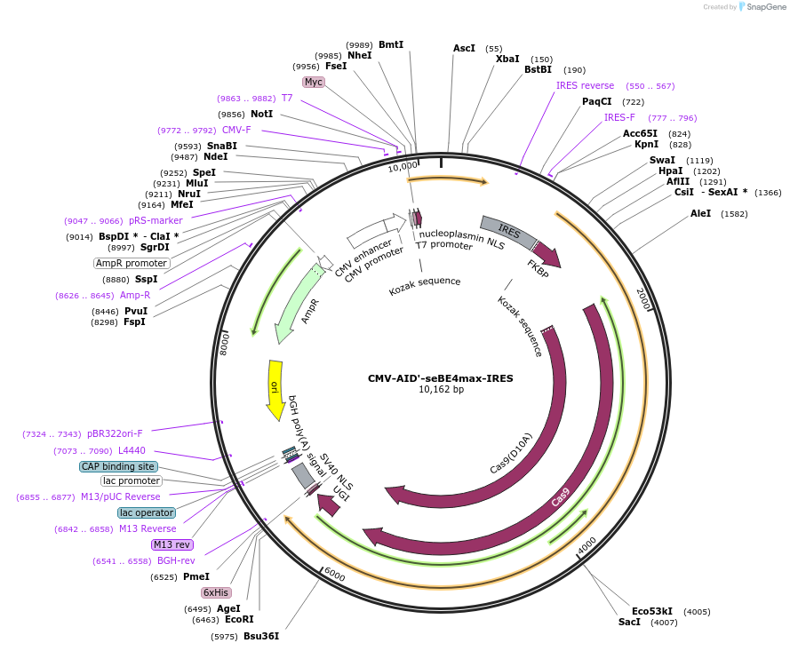 174697-plasmid-map-sequence-id-344621