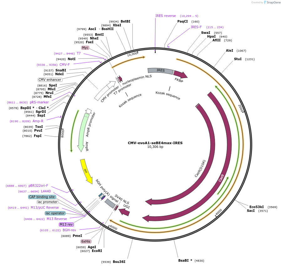 174699-plasmid-map-sequence-id-344622