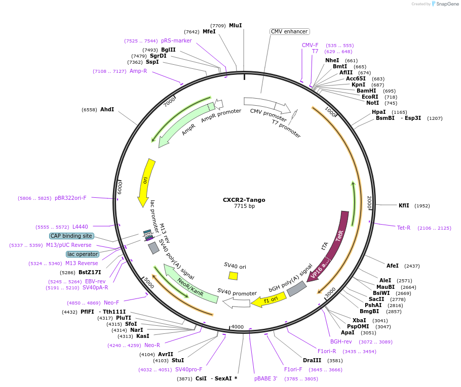 66260-plasmid-map-sequence-id-344624