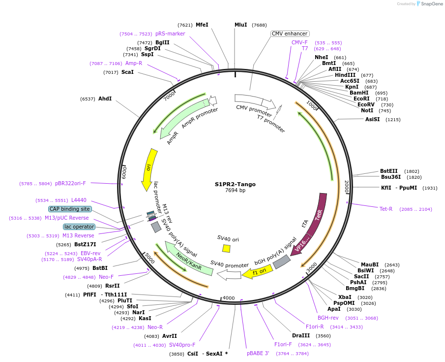 66497-plasmid-map-sequence-id-344626