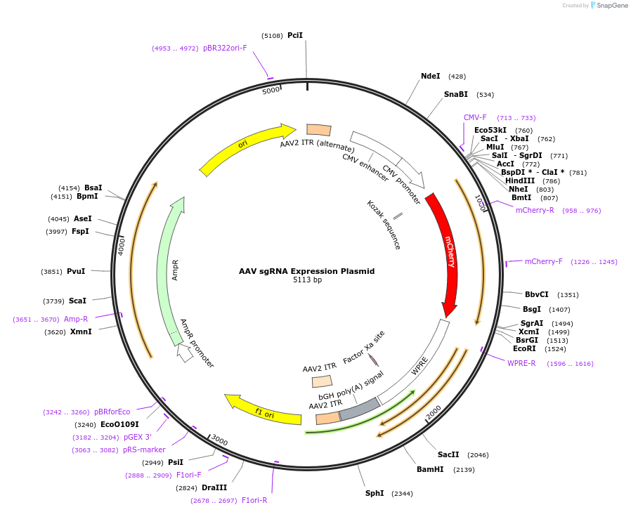 174540-plasmid-map-sequence-id-344638