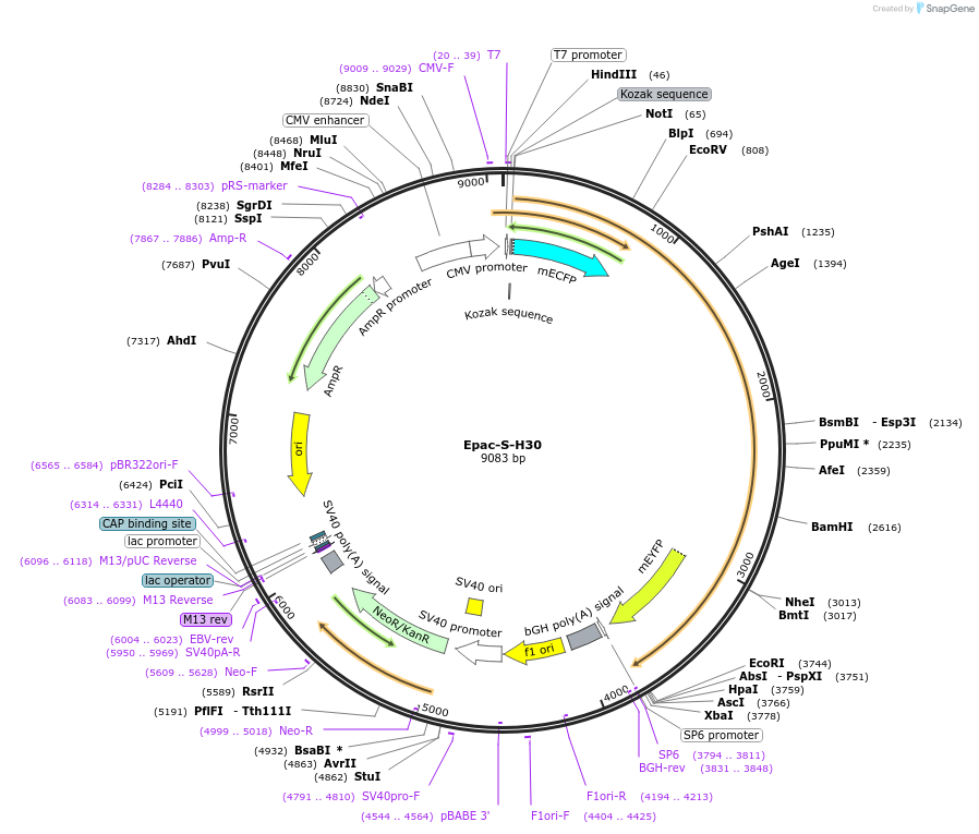 170337-plasmid-map-sequence-id-344639