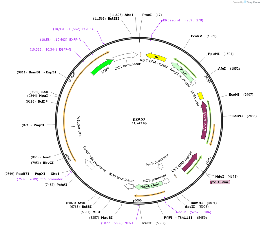 174780-plasmid-map-sequence-id-344644