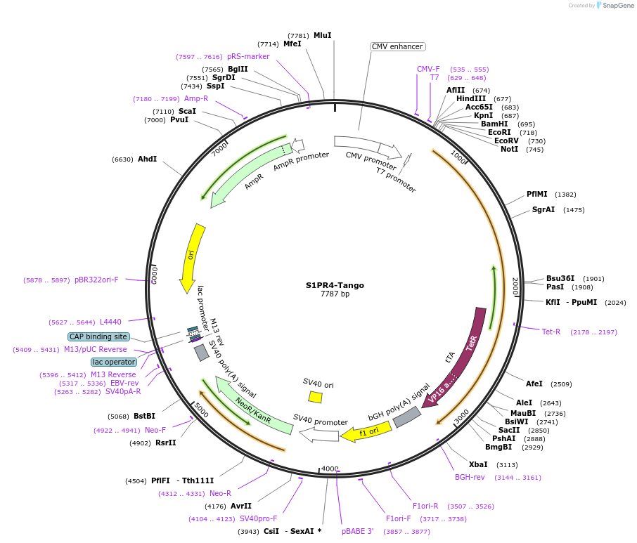 66499-plasmid-map-sequence-id-344645