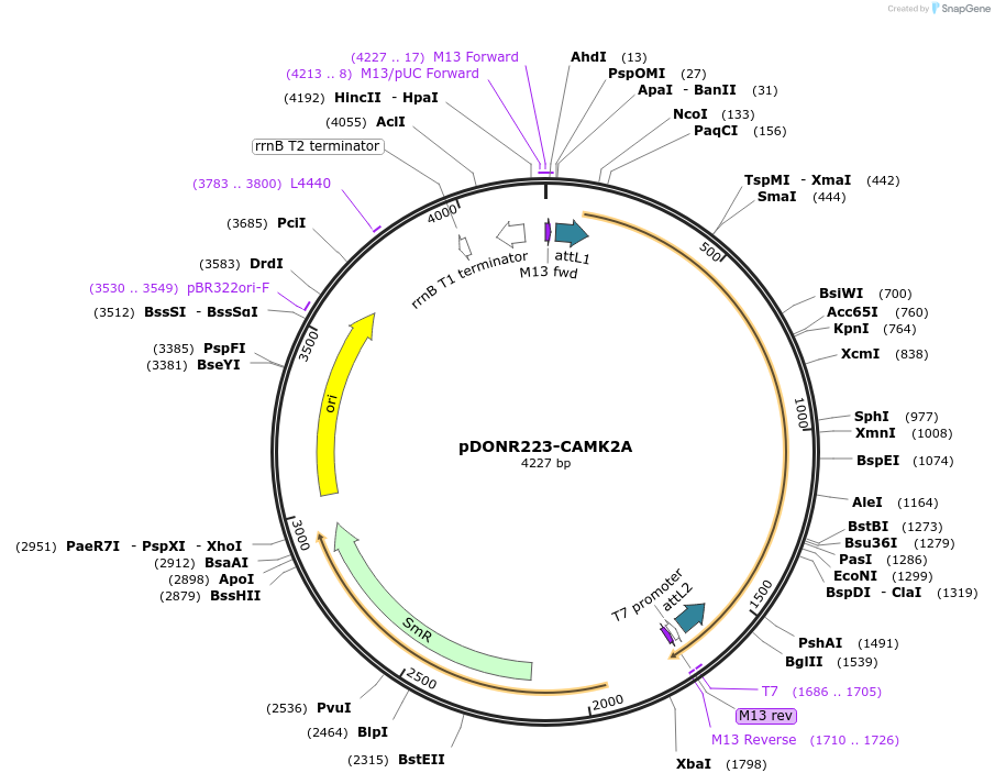 23408-plasmid-map-sequence-id-344653