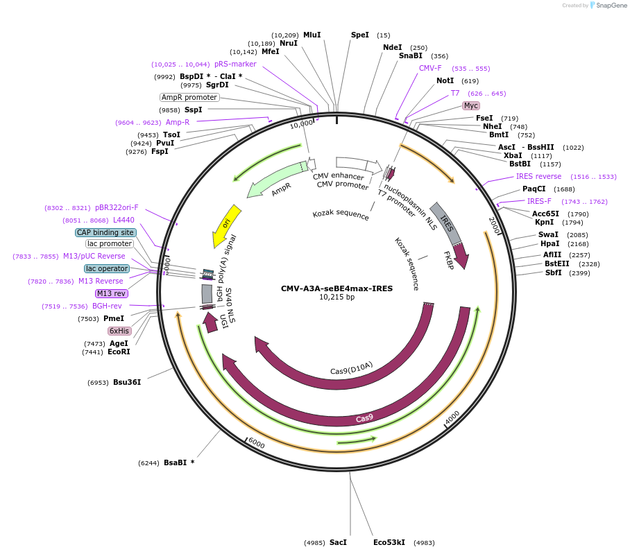 174698-plasmid-map-sequence-id-344661