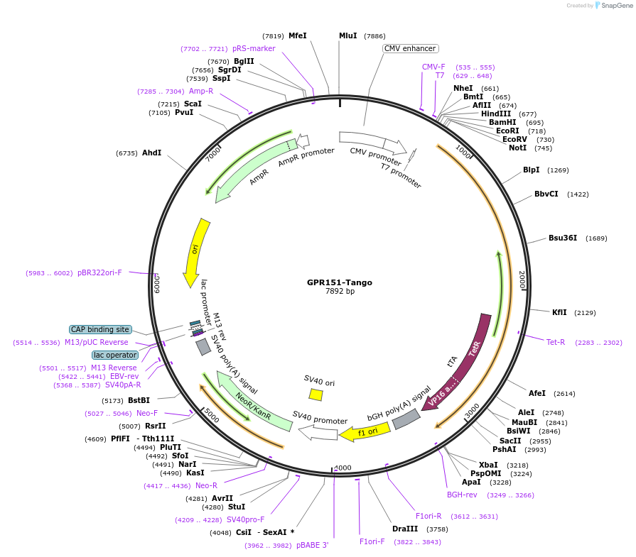 66327-plasmid-map-sequence-id-344663