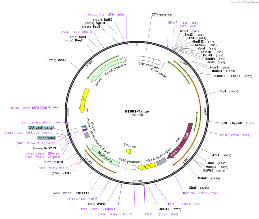66457-plasmid-map-sequence-id-344664