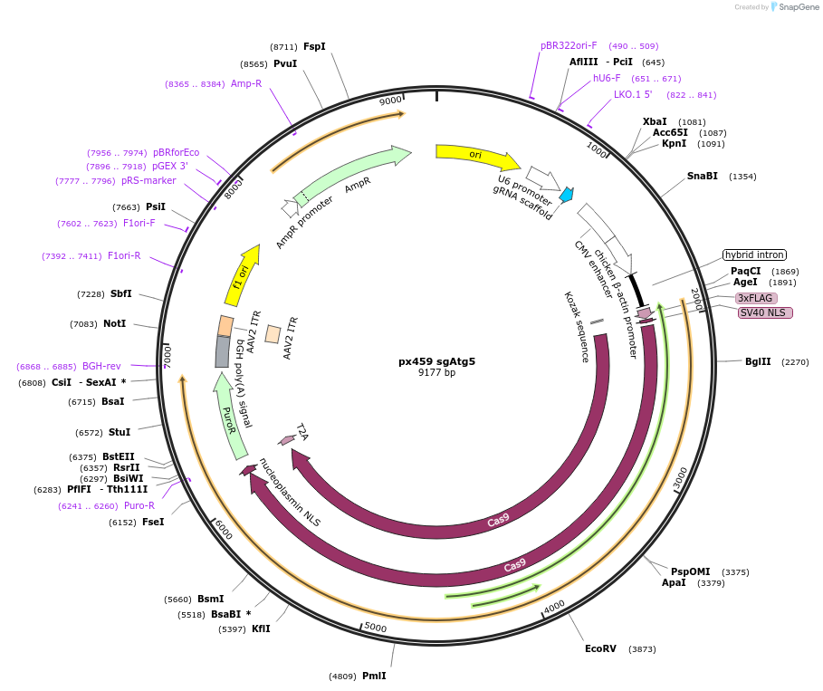 175023-plasmid-map-sequence-id-344676