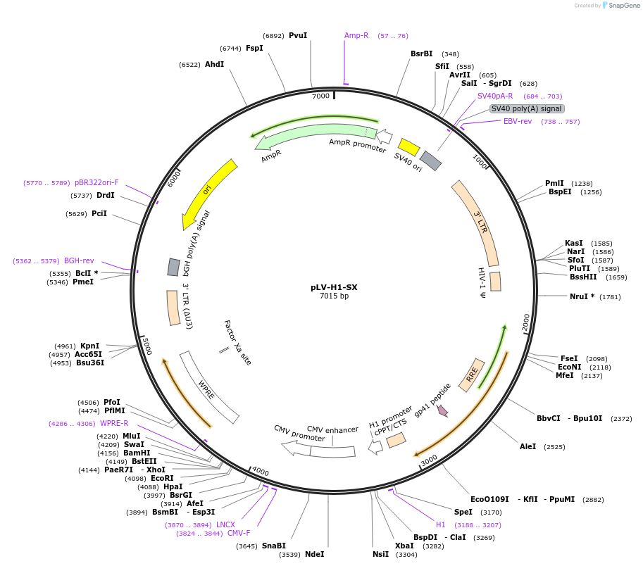 174845-plasmid-map-sequence-id-344688