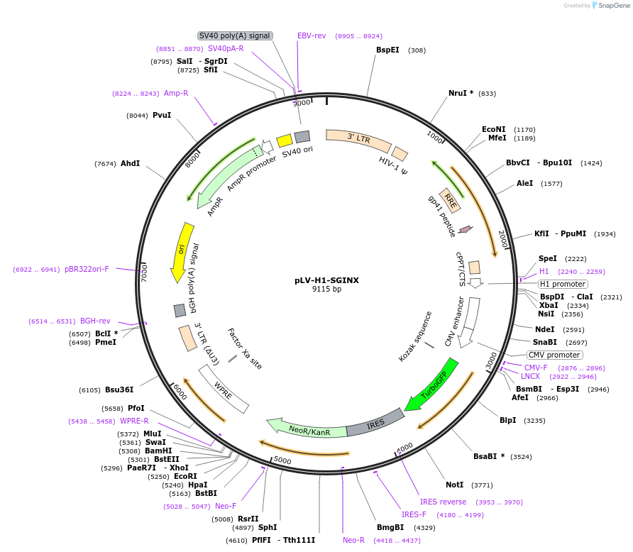 174844-plasmid-map-sequence-id-344689