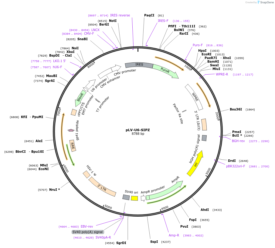 174848-plasmid-map-sequence-id-344690