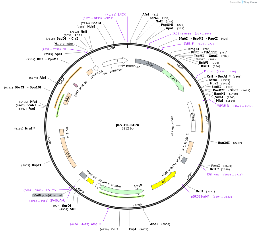 174846-plasmid-map-sequence-id-344691