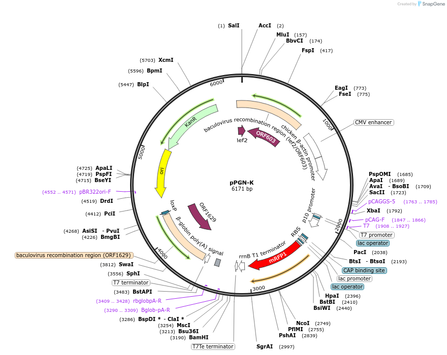 174579-plasmid-map-sequence-id-344692