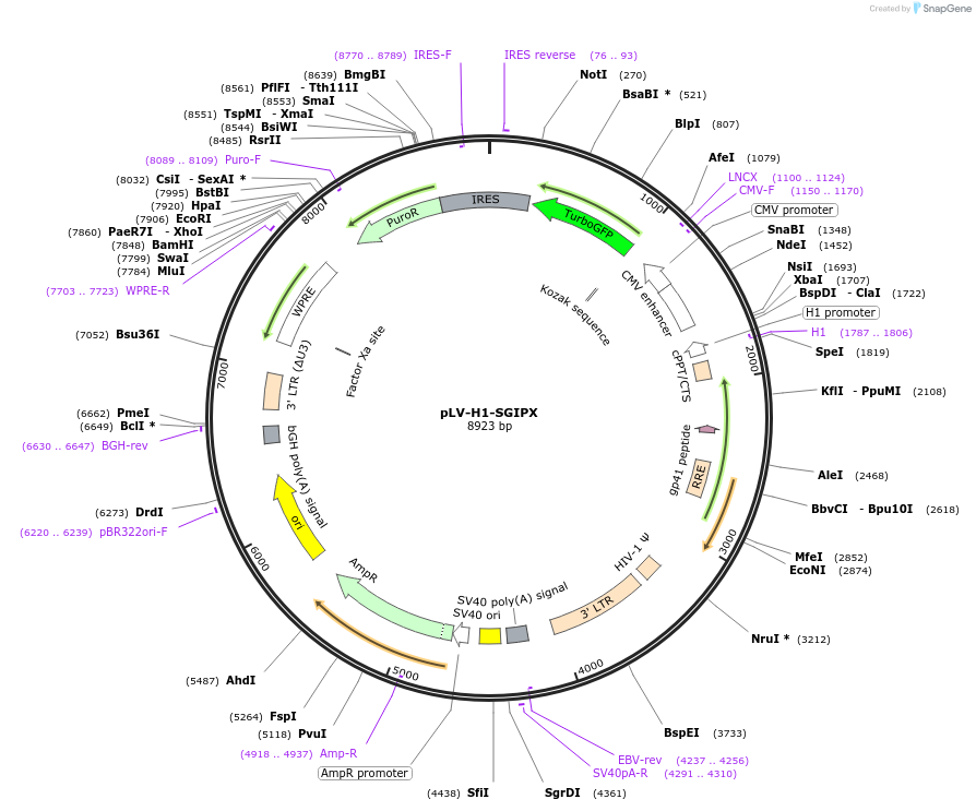 174842-plasmid-map-sequence-id-344693