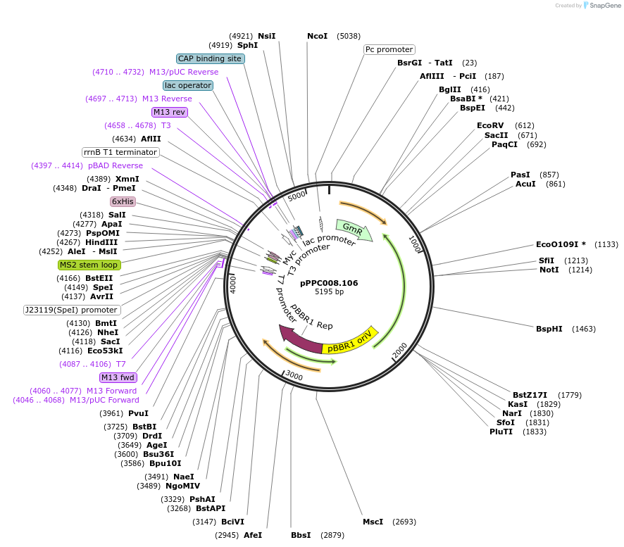 171141-plasmid-map-sequence-id-344728