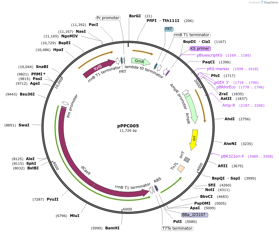 171140-plasmid-map-sequence-id-344745